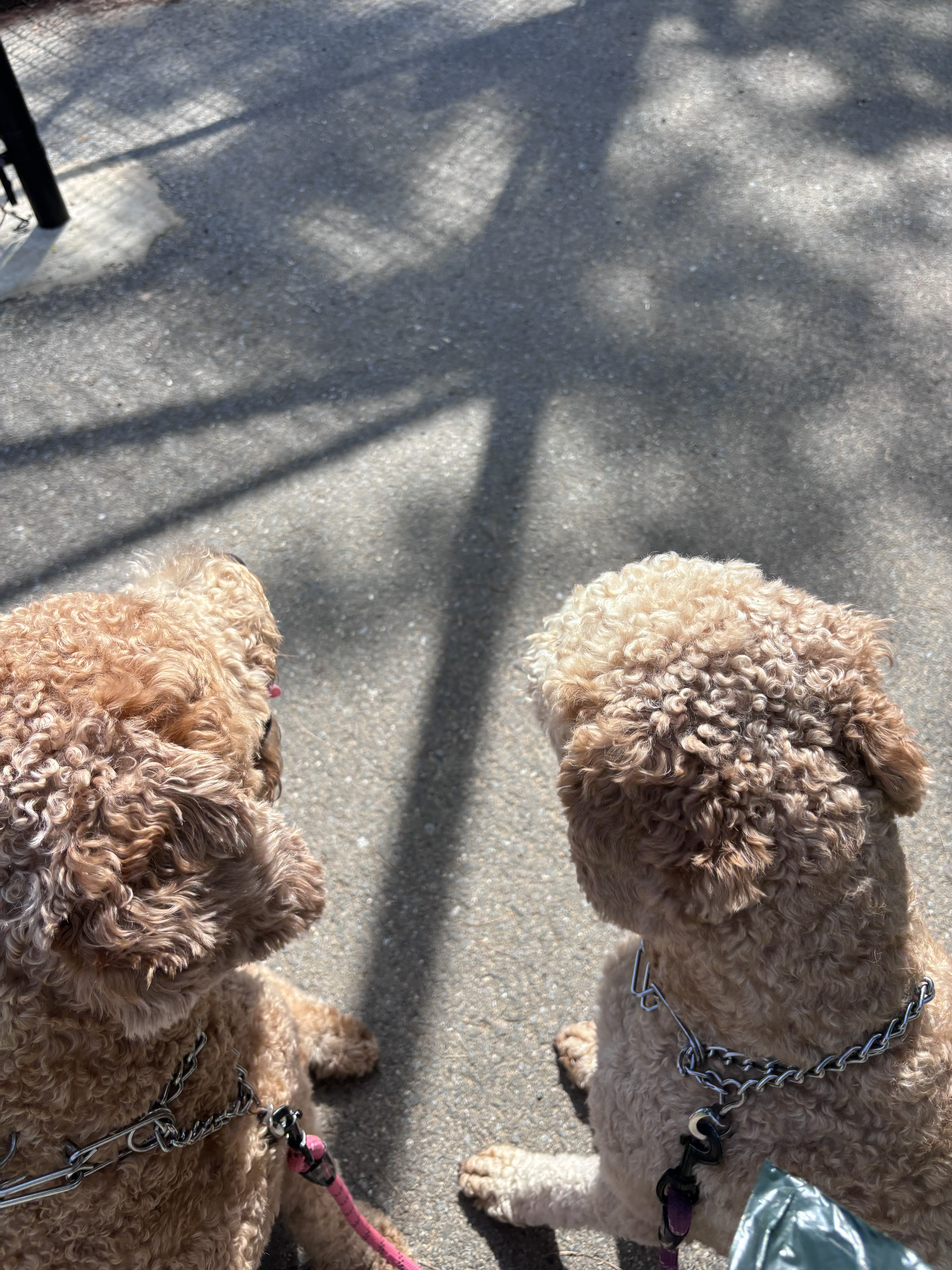 Happy pets playing together