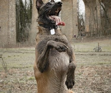 Service Dog Training