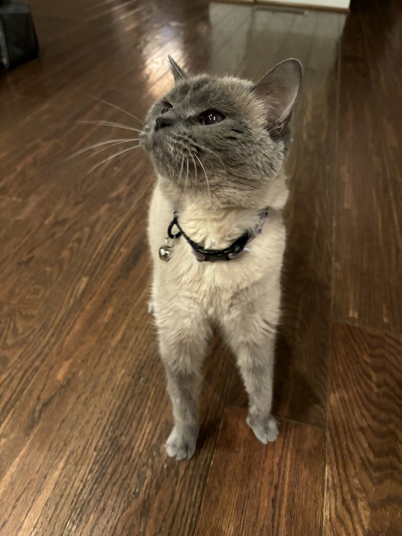 Professional pet training