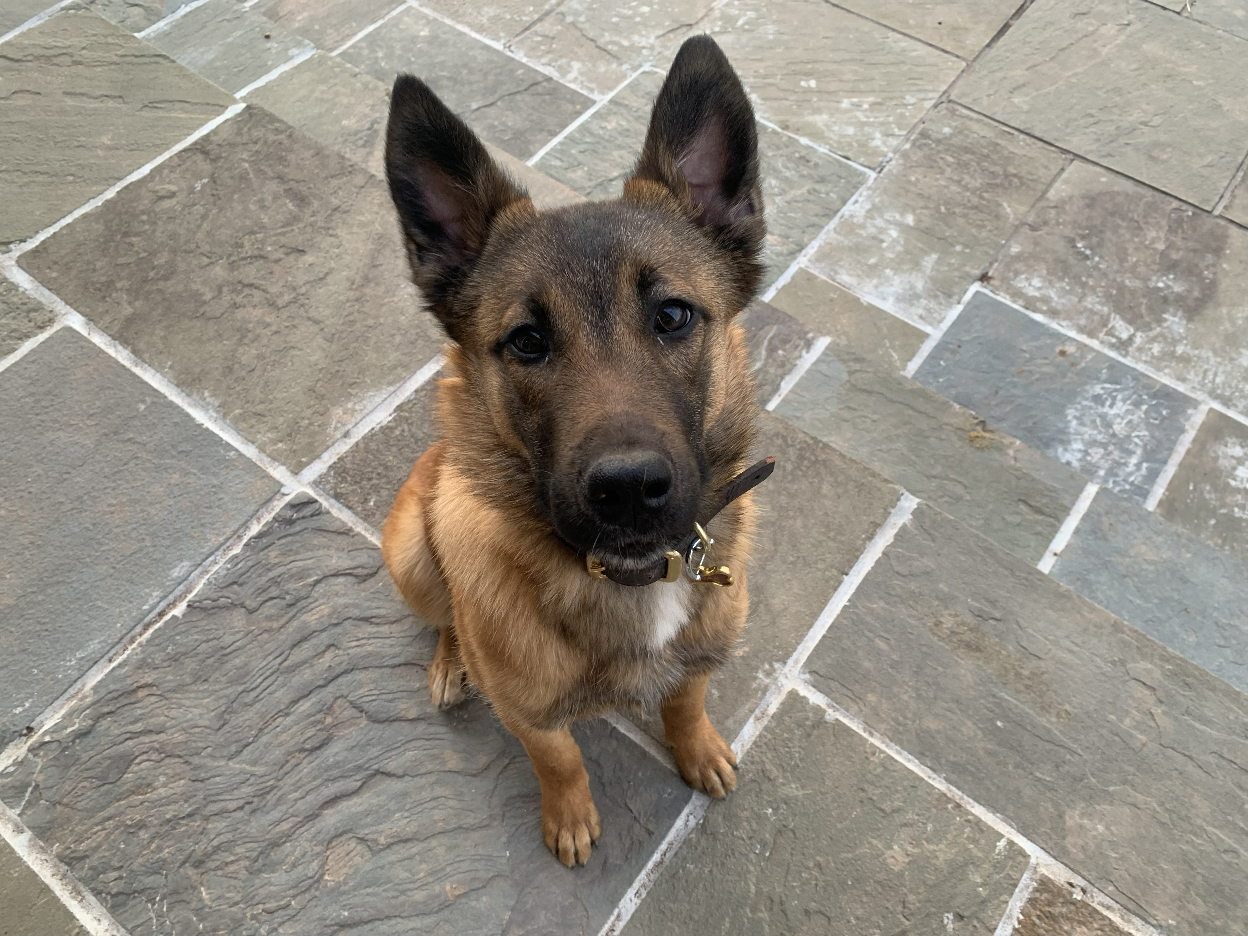 Disciplined Dog Portrait