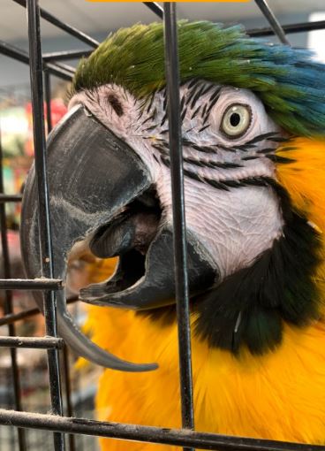 Before exotic animal care