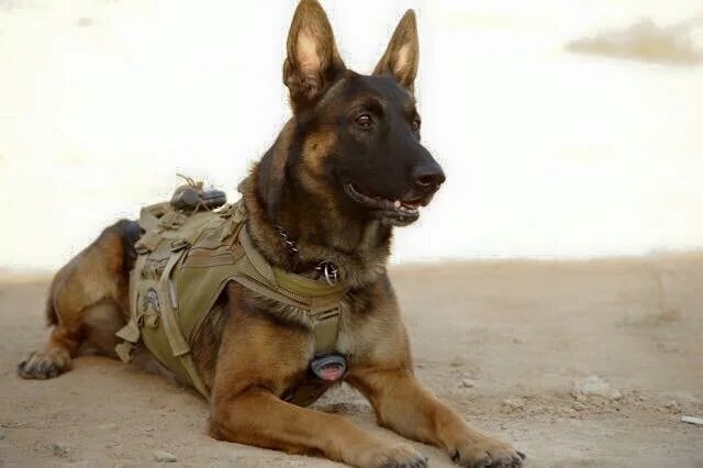 Service Dog Training