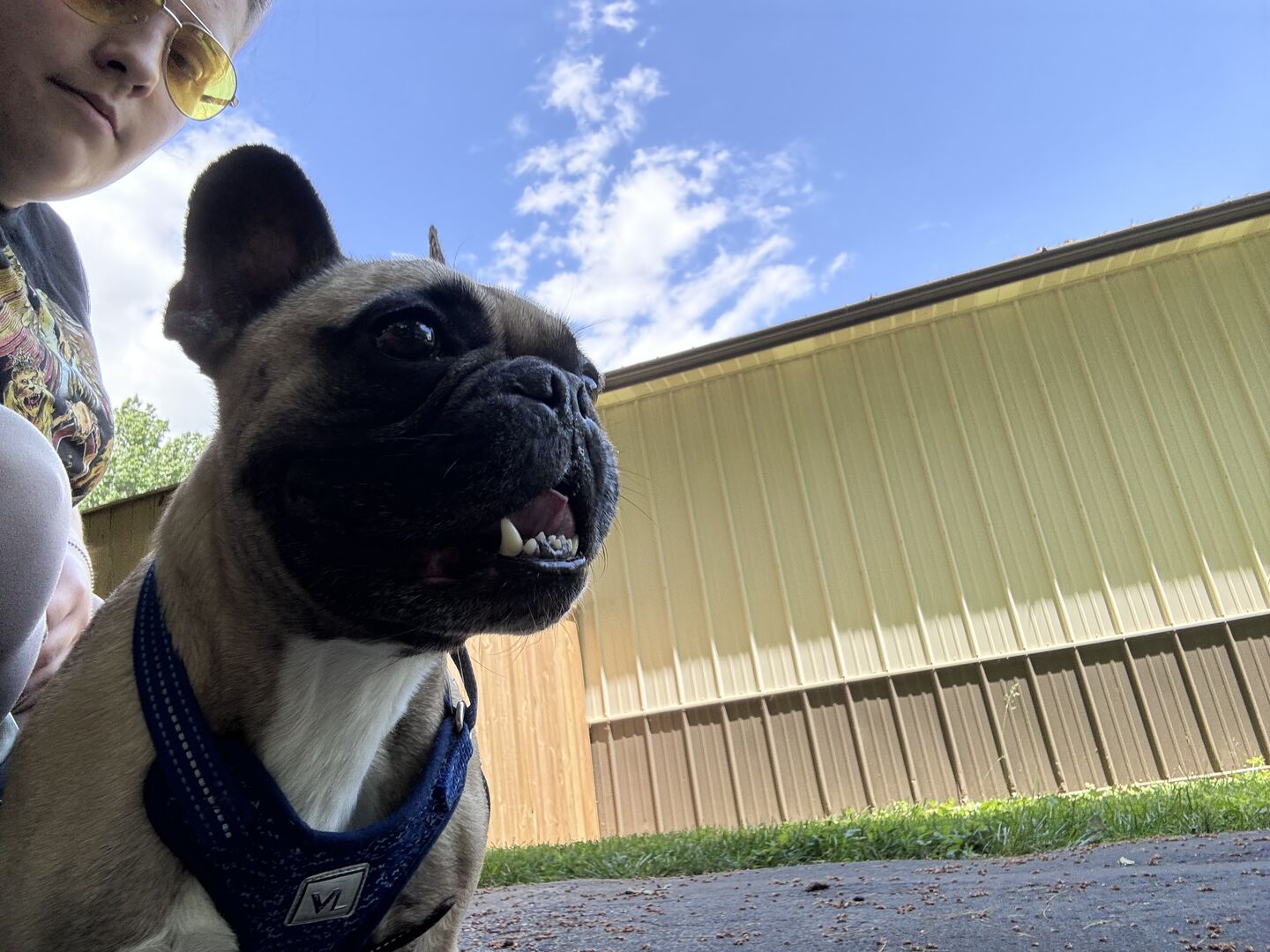 Service Dog Public Access Training: Building Confidence in Any Environment