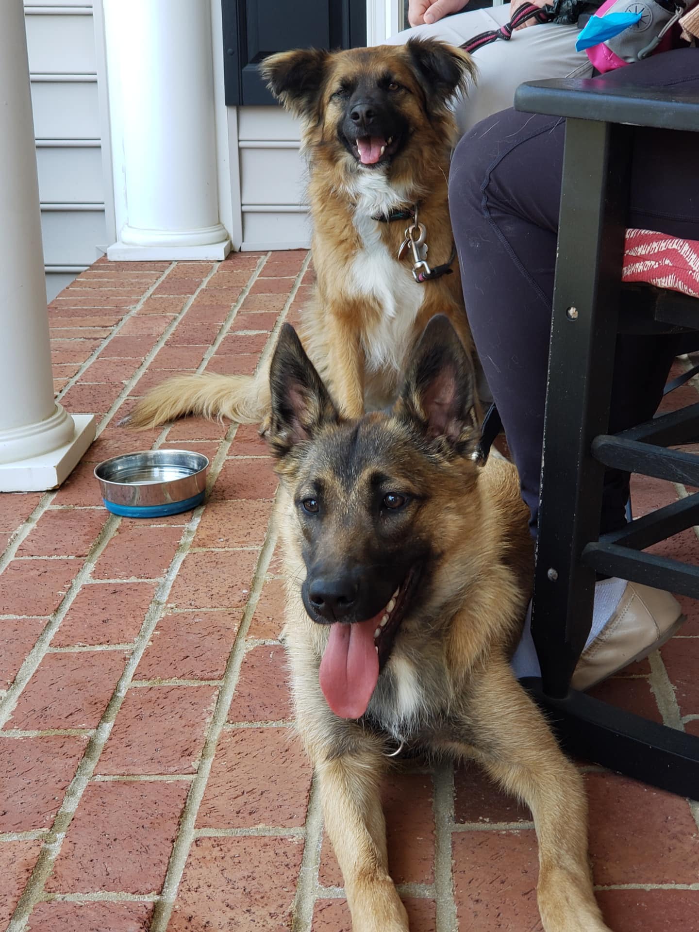 Managing Dog Reactivity: Understanding and Training Your Reactive Dog