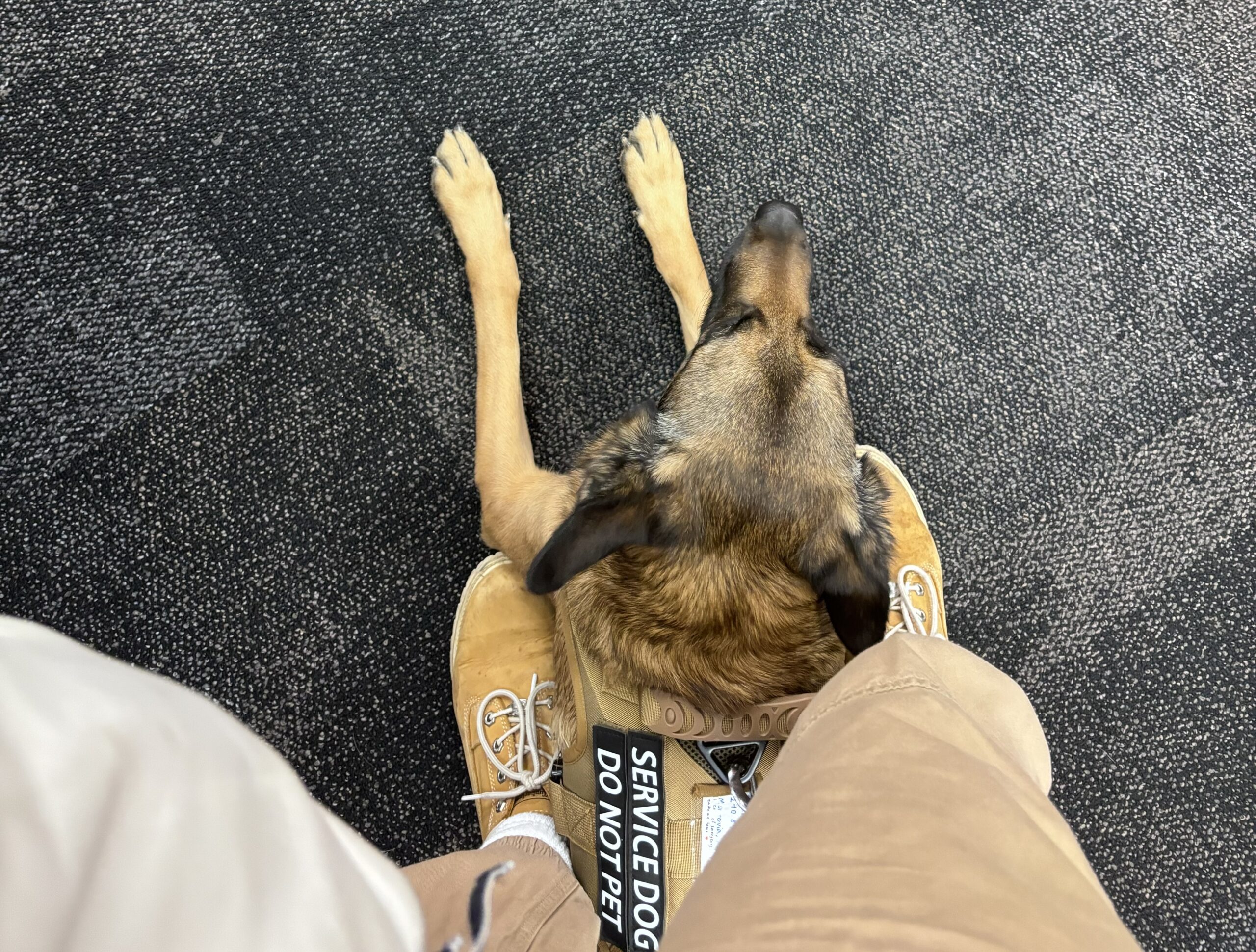 Expanding Our Services: Now Offering 24/7 Service Dog Support