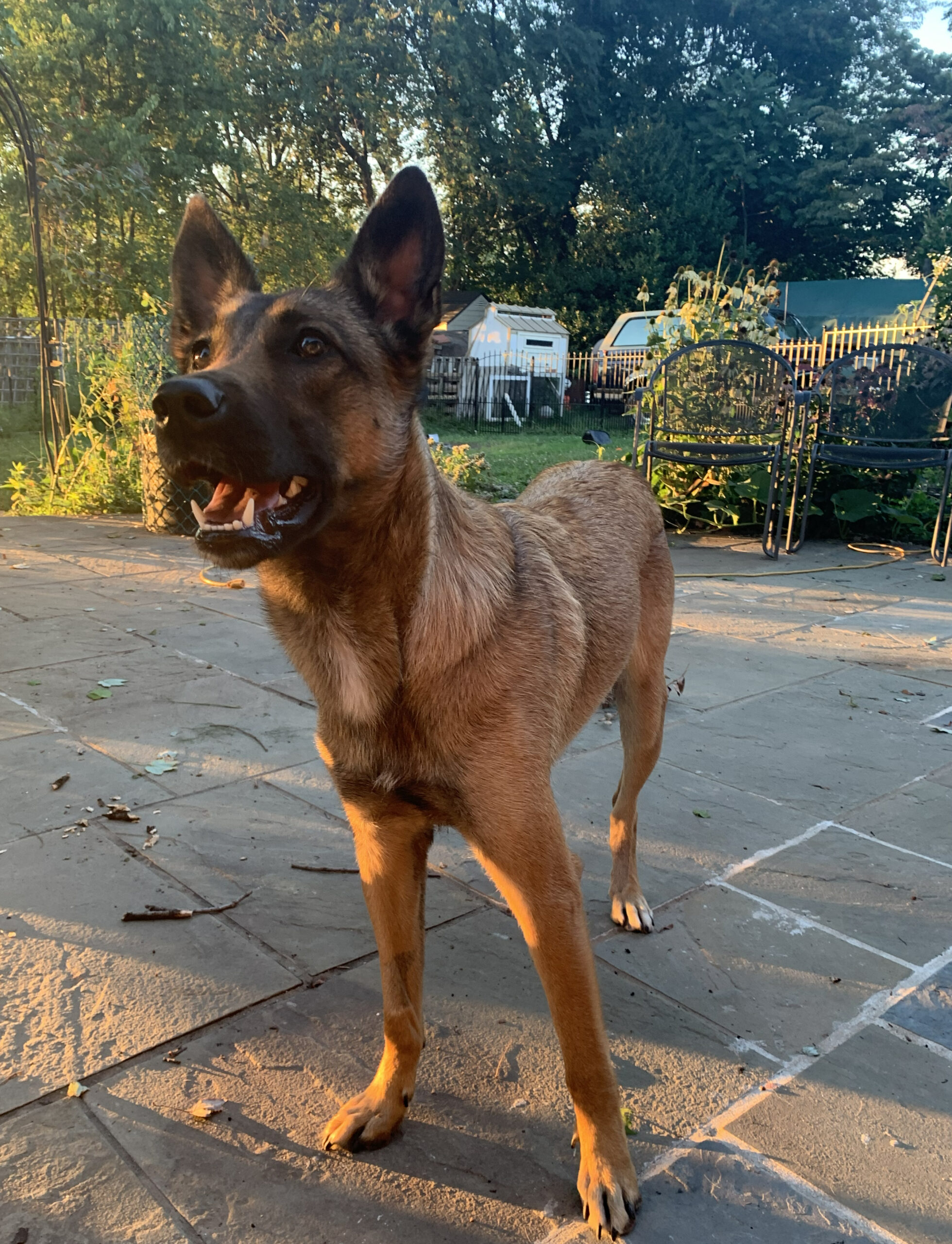 A Day in the Life: Working Dog Sitting at The Sharp K9