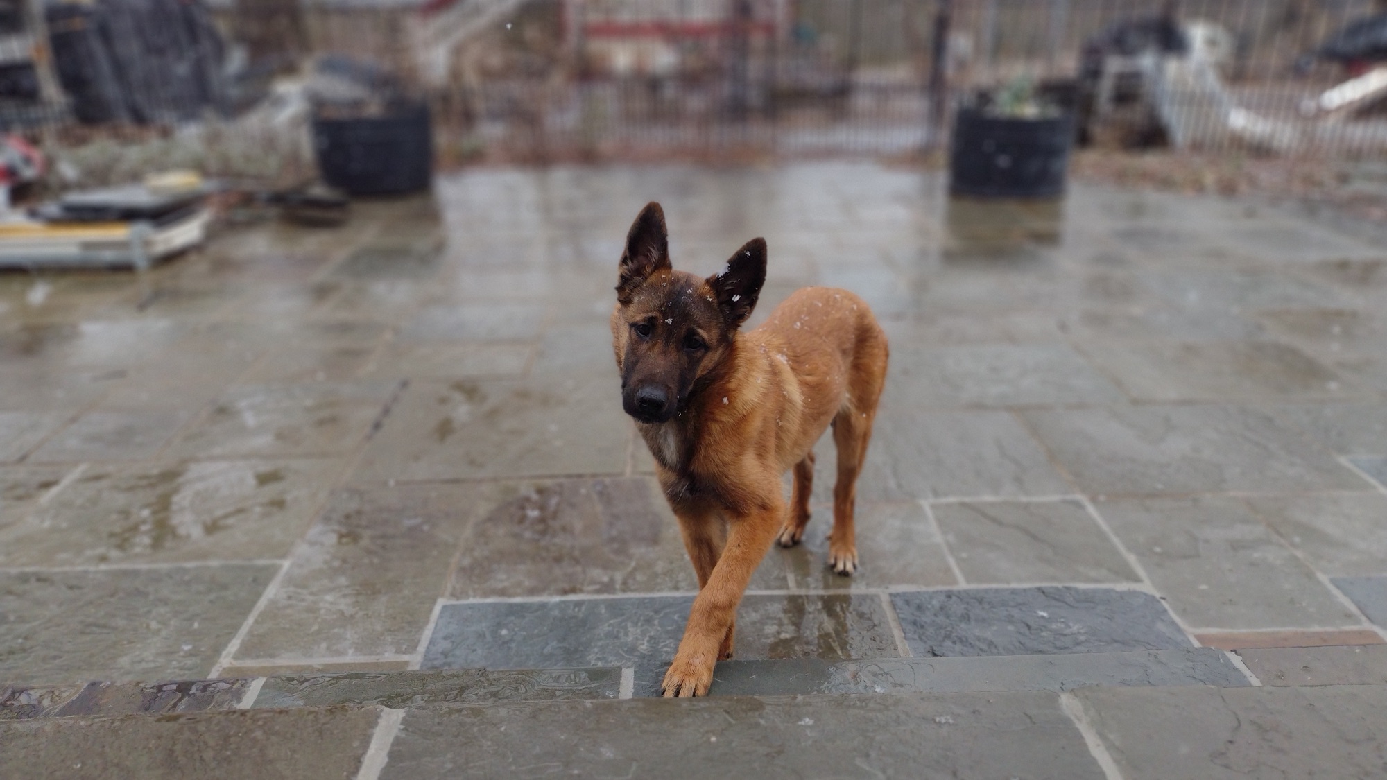 Essential Puppy Training: How Do I Train MY Dog?