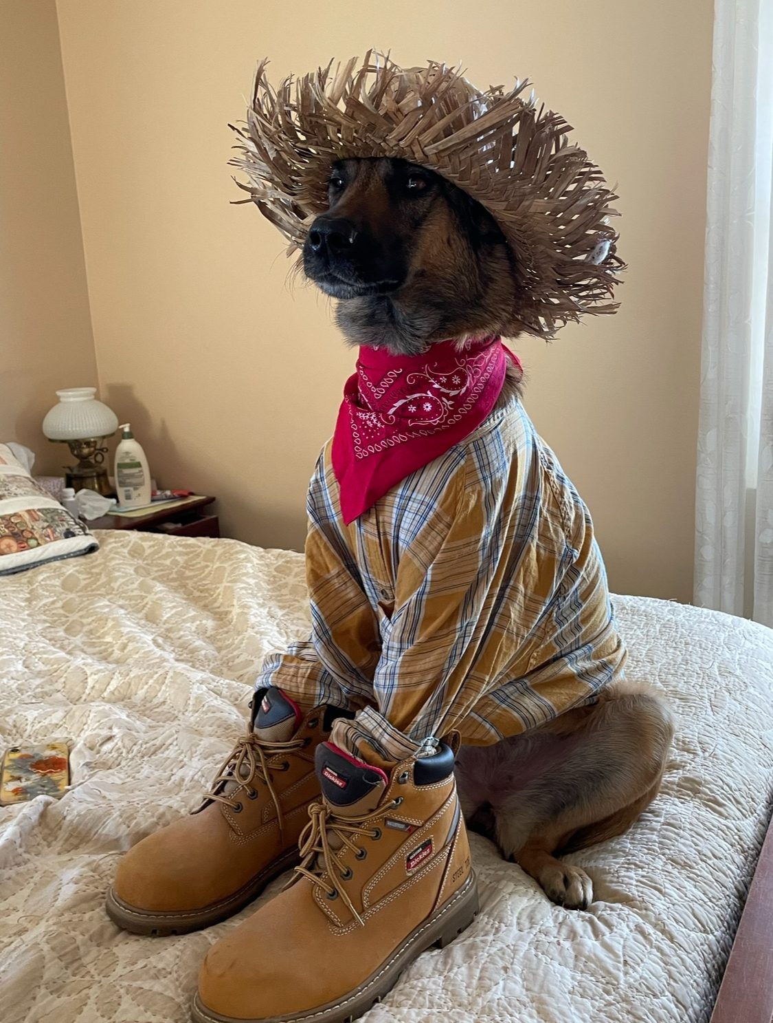 A photo of a belgian Malinois dog atop a queen size bed wearing a straw hat, a plaid button down shirt, a red bandana, and human work boots.