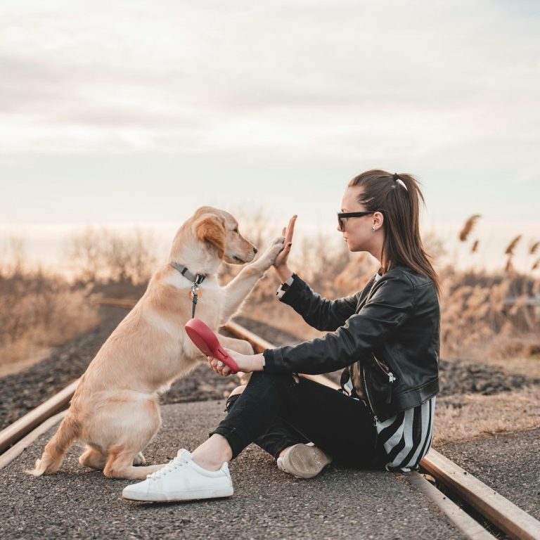Private Dog Training Image. A dog and a trainer high-fiving each other while seated on the floor.