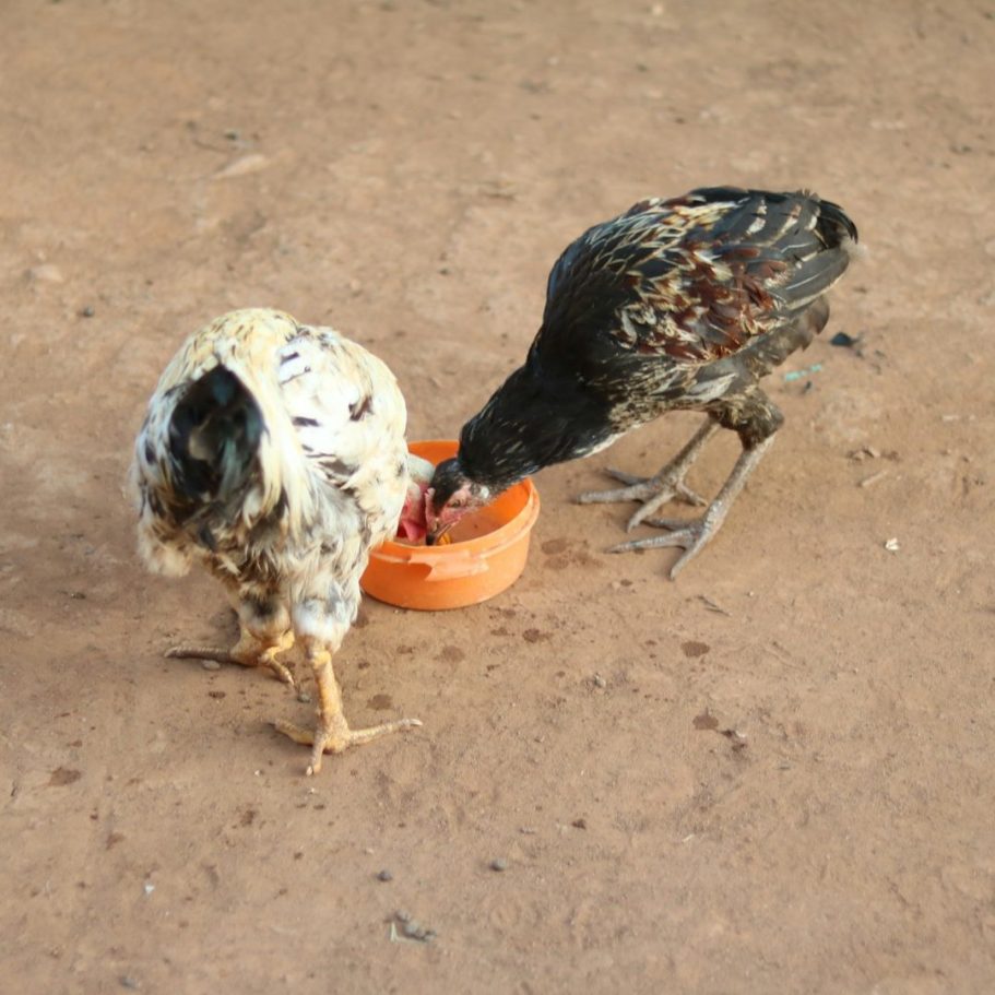 Two Chickens eating some feed