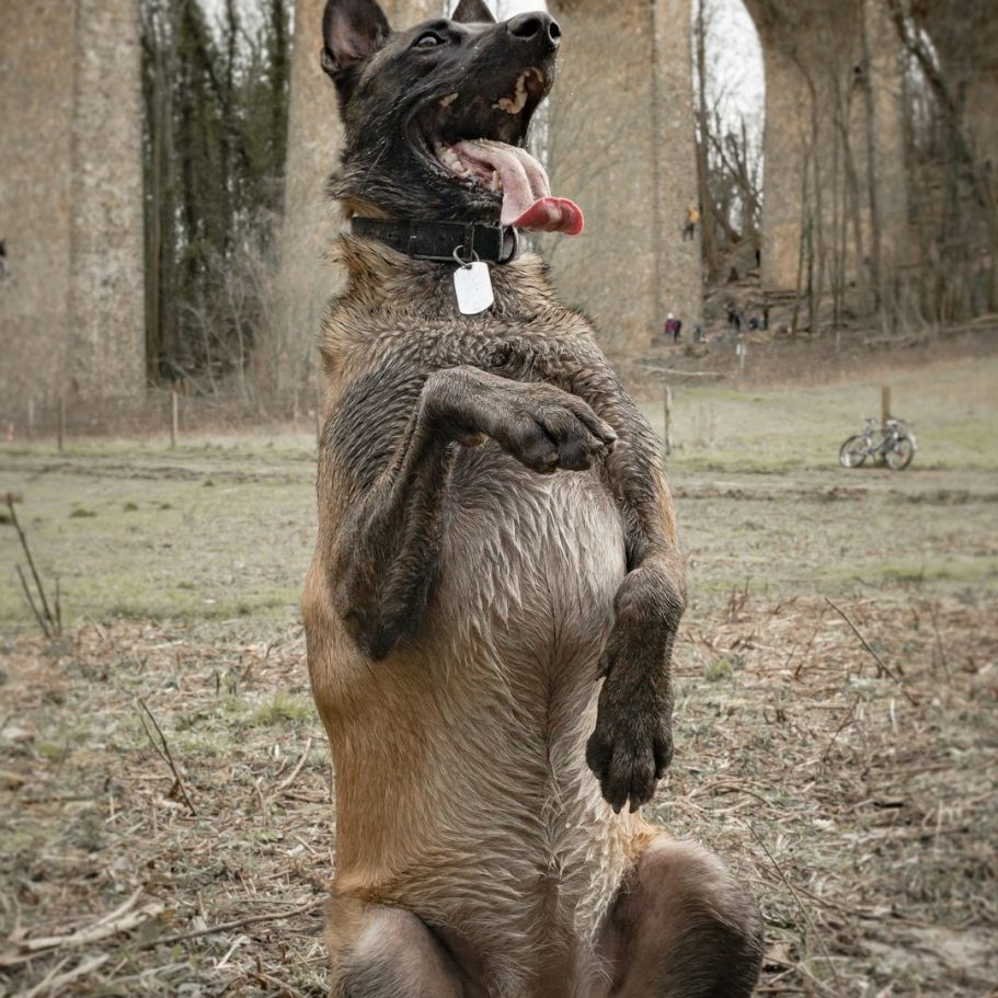 A Belgian Malinois dog sitting upright on its hind legs
