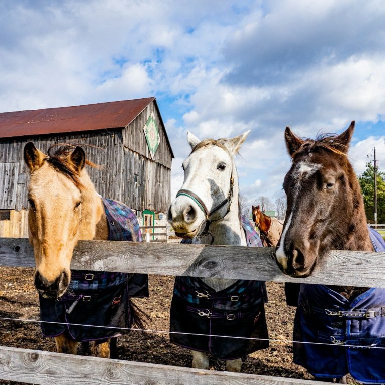 Livestock Care Image Three Horses with their heads perched on a fence.