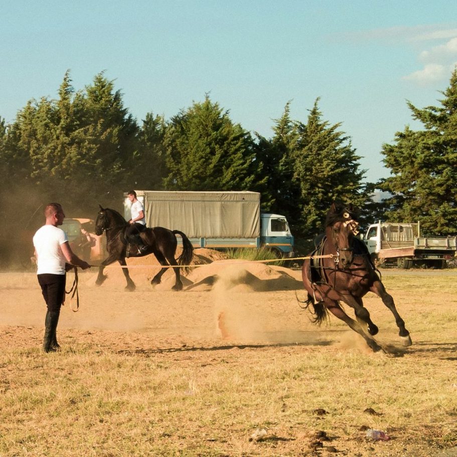 A horse training rink with two large brown horses cantering around a human trainer